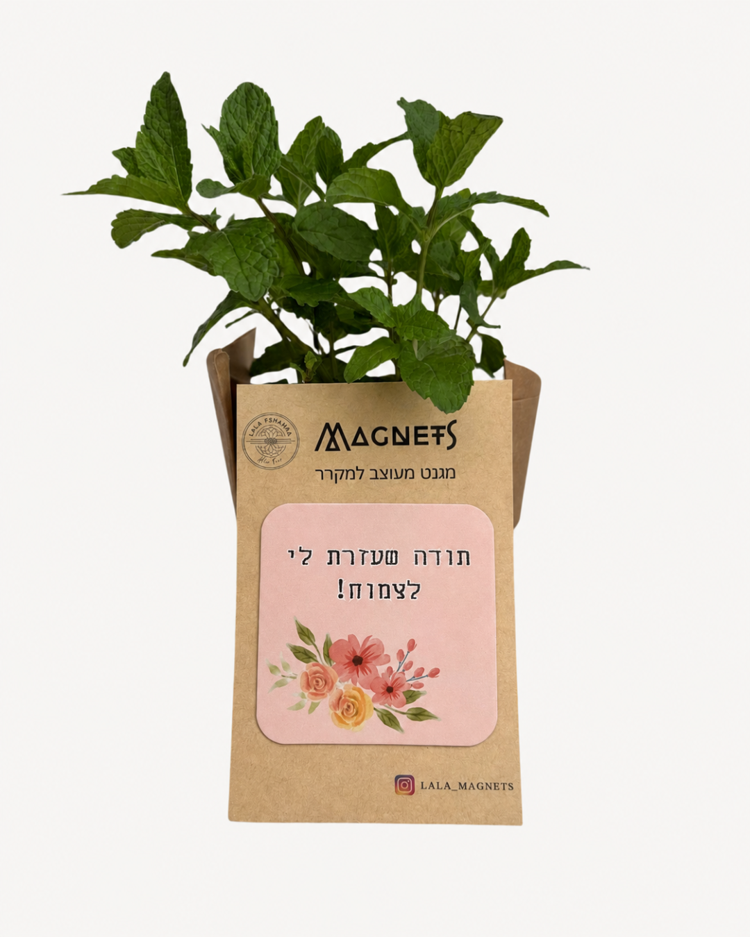 מתנת סוף שנה לגננת/גנן/מורה. ארז עציץ ומגנט עם הקדשה. מתנה מקורית לסוף שנה נענע
